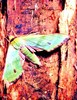Fabulous green sphinx moth (Tinostoma smaragditis)