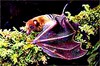 Fijian blossom bat (Notopteris macdonaldi)