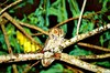 Seychelles scops owl (Otus insularis)