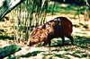 Pygmy hog (Porcula salvania)