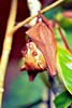 Zenker's fruit bat (Scotonycteris zenkeri)