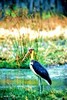 Lesser adjutant stork (Leptoptilos javanicus)