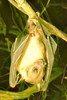 Dayak fruit bat (Dyacopterus spadiceus)