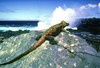 Marine iguana (Amblyrhynchus cristatus)