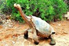 Galápagos giant tortoise (Chelonoidis nigra)