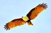 Brahminy kite (Haliastur indus)