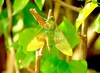 Verdant sphinx moth (Euchloron megaera)