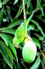 White-winged parakeet (Brotogeris versicolurus)