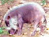 Palawan bearded pig (Sus ahoenobarbus)