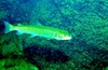 Danube salmon (Hucho hucho)