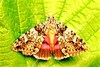 Light crimson underwing moth (Catocala promissa)