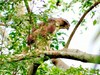 Congo serpent eagle (Dryotriorchis spectabilis)