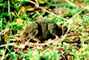 Alpine shrew (Sorex alpinus)