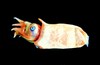 Ram's horn squid (Spirula spirula)