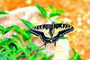 Anise swallowtail (Papilio zelicaon)