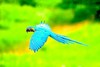 Blue-throated macaw (Ara glaucogularis)