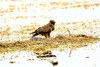 Indian spotted eagle (Aquila hastata)