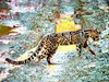 Sunda clouded leopard (Neofelis diardi)