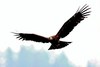 Indian black eagle (Ictinaetus malaiensis)