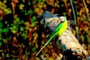 Slaty-headed parakeet (Psittacula himalayana)