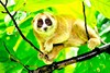 Sunda slow loris (Nycticebus coucang)