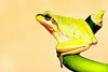 Lemon-yellow tree frog (Hyla savignyi)