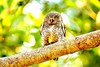 Jungle owlet (Glaucidium radiatum)
