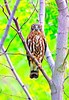 Brown hawk owl (Ninox scutulata)