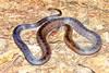 Brown kukri snake (Oligodon purpurascens)