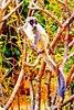 Mongoose lemur (Eulemur mongoz)