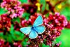 Adonis blue butterfly (Lysandra bellargus)
