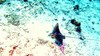 Spotted eagle ray (Aetobatus narinari)