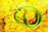 Rough green snake (Opheodrys aestivus)