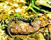 Marbled newt (Triturus marmoratus)