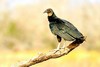 Black vulture (Coragyps atratus)