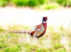 Ringneck pheasant (Phasianus colchicus)