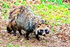 Raccoon dog (Nyctereutes procyonoides)
