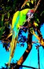 Great green macaw (Ara ambiguus)