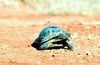 Egyptian tortoise (Testudo kleinmanni)