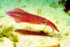 European squid (Loligo vulgaris)