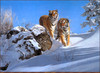 Panthera 0943 Simon Combes The Siberians