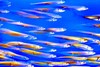 Pacific mackerel (Scomber japonicus)