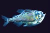 Giant hatchetfish (Argyropelecus gigas)