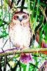 Southern boobook owl (Ninox novaeseelandiae)