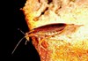 German cockroach (Blatella germanica)