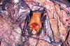 Orange leaf-nosed bat (Rhinonicteris aurantius)