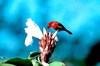 Crimson sunbird (Aethopyga siparaja)