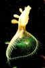 Hooded nudibranch (Melibe leonina)