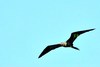 Lesser frigatebird (Fregata minor)