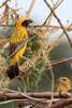 Asian Golden Weaver (Ploceus hypoxanthus)